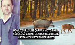 Sarayköy'de domuz sürüsüne çarpan İsmail Eşref Azgınoğlu, tüm çabalara rağmen kurtarılamadı