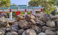 Nuri Şeker Uşak Şeker Fabrikası'nda bu dönemde 24 bin 500 ton kristal şeker üretilecek