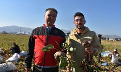 Afyon'daki kırmızı pancar üretimi bu yıl 8 kat arttı