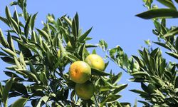 Seferihisar, Menderes ve Selçuk'ta yetişen satsuma mandalinasının kesimine geçildi