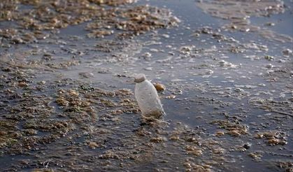 İzmir Körfezi'nde kirlilik yosun oluşturdu