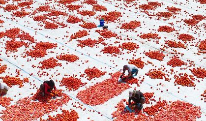 Torbalı Ovasına binlerce kilometreden gelerek, kavurucu sıcağa rağmen domates kurutup ekmek parası için çalışıyorlar