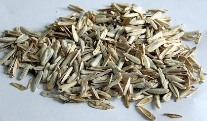 Parka çekirdek kabuğu atanlara temizlik yaptırıldı