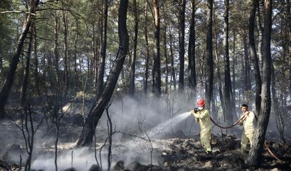 İzmir ve Manisa'daki orman yangınları geçen yıla göre ciddi anlamda düştü