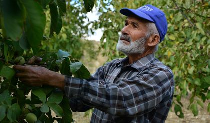 Manisa'lı Hüseyin Sönmez emeklikten sonra köyünde ceviz üretimine başladı!