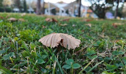 Uşak Atapark'ta sonbaharla oluşan renk cümbüşü