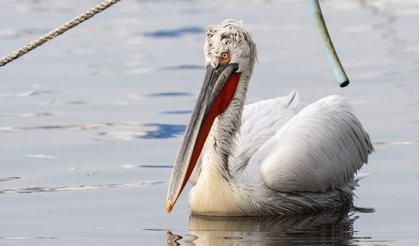 Gediz Nehri'nin İzmir Karşıyaka Bostanlı'ya uzanan güzellikleri