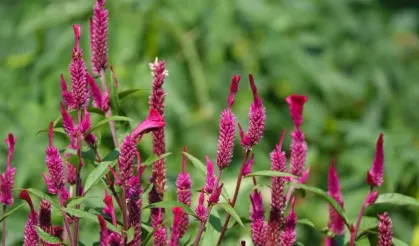 Horoz ibiği bitkisinin faydaları saymakla bitmiyor