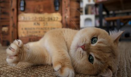 Evcil Kedilerin Kansere Etkisi !
