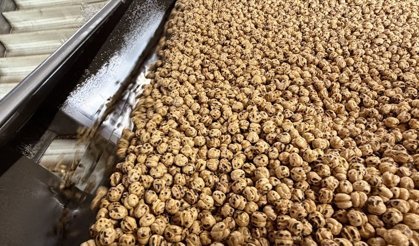 Ulubey ve diğer Ege nohutlarıyla üretilen Tavşanlı leblebisi, Irak ve İspanya gibi ülkelere gidiyor