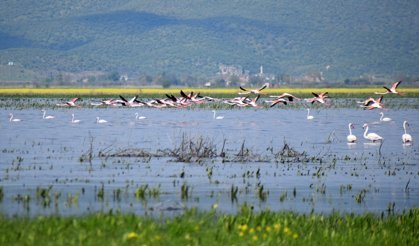 Gölmarmara, Salihli ve Saruhanlı arasındaki Marmara Gölü yeniden eski günlerine döndü