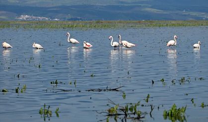 Kuş cenneti olan Marmara Gölü eski günlerindeki gibi