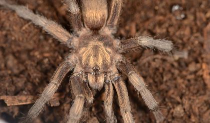 Bafa gölünde bulunan dev tarantula Türkiye hayvan varlığına tekrar kazandırıldı
