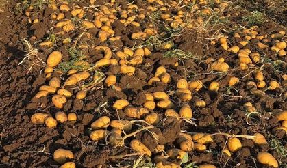Sandıklı'da bu dönemin yazlık patates hasadı başladı
