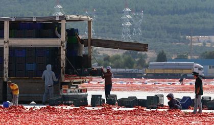 İzmir Torbalı'da domates kurutma mesaisi başladı