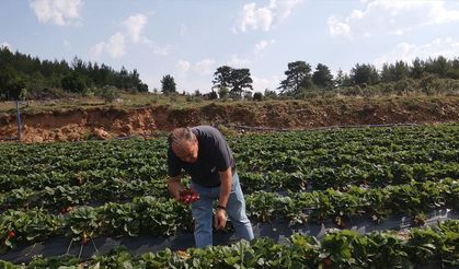 Muğla’da 8 yıl önce başlayan çilek üretimiyle bugün 1614 aile geçimini sağlıyor