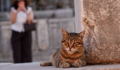 Efes Antik Kenti'ndeki Artemis Tapınağı büyük ilgi görüyor
