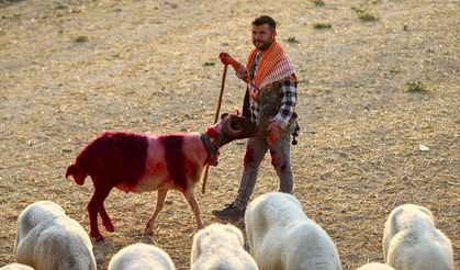 Çal’da 853 yıldır süren gelenek: Koyunları gelin ve damat gibi süslüyorlar