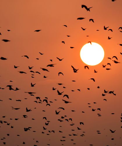 Manisa'da sığırcık kuşları görsel şölen sundu