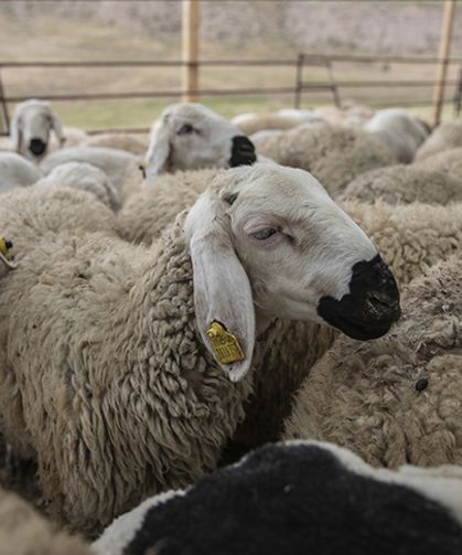 Kurban Bayramı öncesi hastalık ve kesimlere ilişkin tedbirler alındı