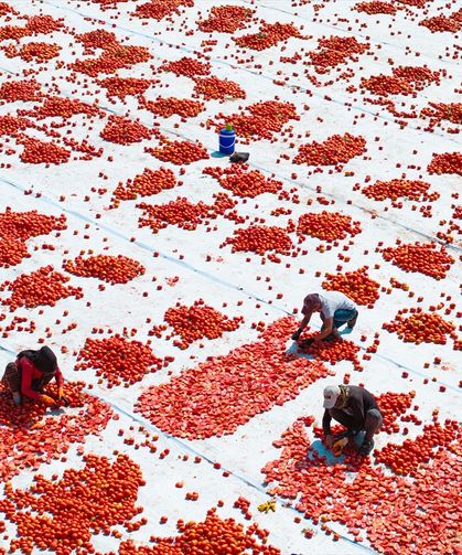 Torbalı Ovasına binlerce kilometreden gelerek, kavurucu sıcağa rağmen domates kurutup ekmek parası için çalışıyorlar