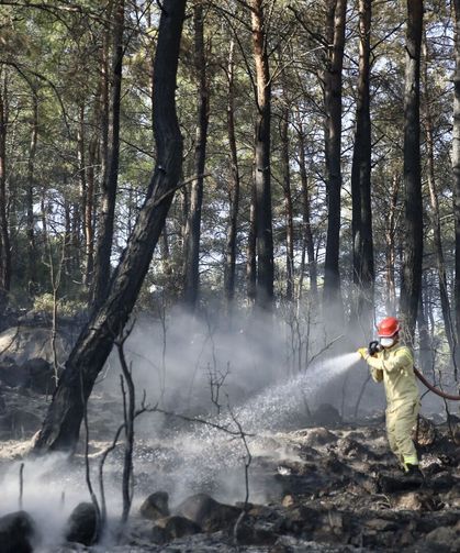 İzmir ve Manisa'daki orman yangınları geçen yıla göre ciddi anlamda düştü