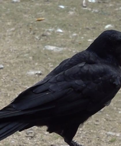 Sakarya Gölya Tabiat Parkı'ndaki karga türleri insana olan yakınlığıyla biliniyor