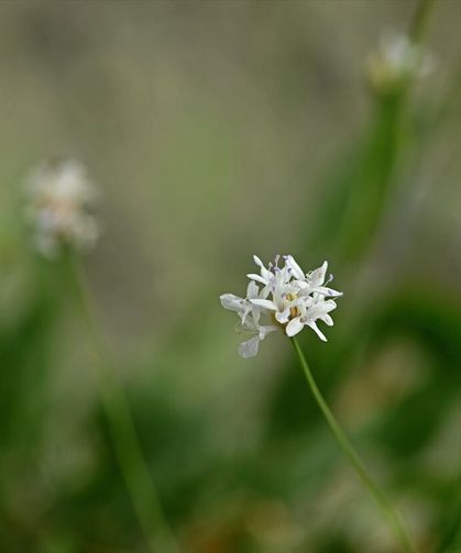 Emekli fen bilgisi öğretmeni yürüyüş sırasında yeni bitki türü keşfetti!
