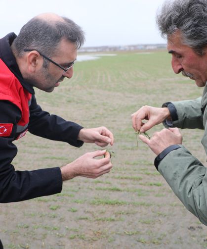Uşak'ta Taşkın Sonrası Tarımsal Alanlarda İnceleme: Üreticinin Yüzü Güldü