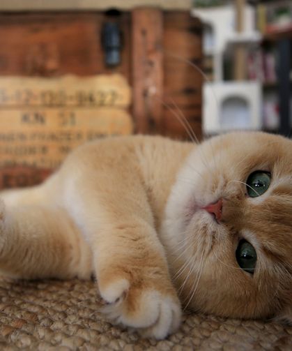 Evcil Kedilerin Kansere Etkisi !