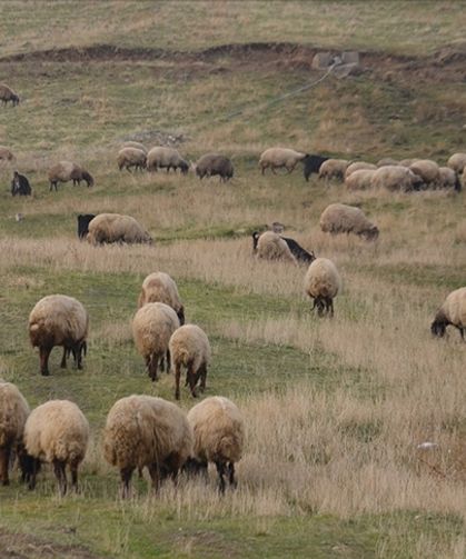 Küçükbaş hayvancılığa destek geliyor!