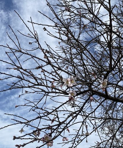 Eşme'nin Komşusu Alaşehir'de yalancı bahar!