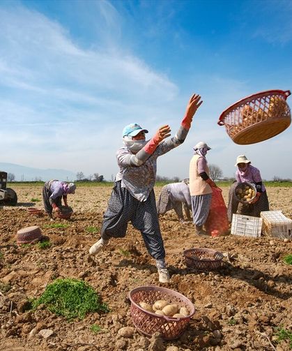 Ödemiş'teki patates tarlalarında hasat başlayınca fiyatlar yarıya kadar düştü!