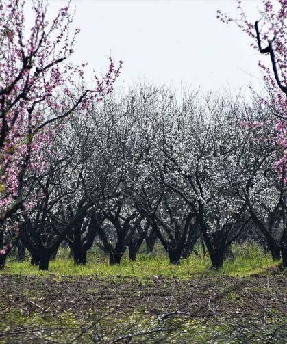 Uşak, Salihli ve Turgutlu'ya hayat veren Gediz'in çevresindeki ağaçlar çiçek açtı! Zirai dona dikkat!