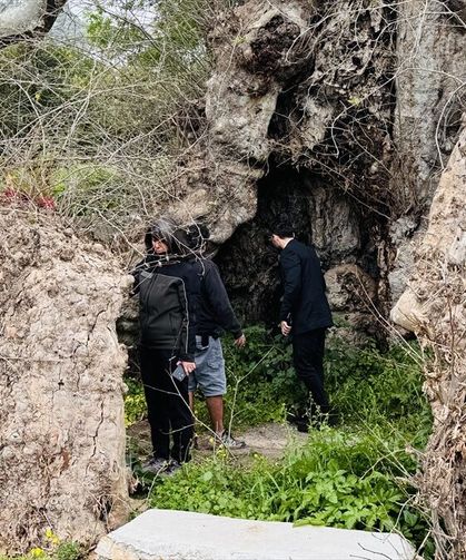 Yakaköy'deki dev çınarı korumak için çalışma başlattı