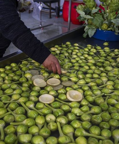 Son yağmurlar, Urla'daki enginar rekoltesini artırdı
