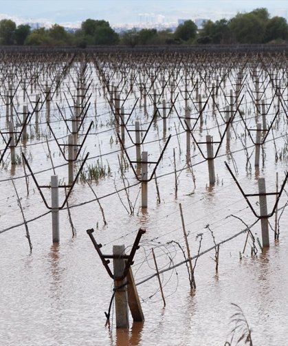 Gediz Nehri yine taştı, Ahmetler, Salihli ve Turgutlu'daki üzüm bağları sular altında kaldı