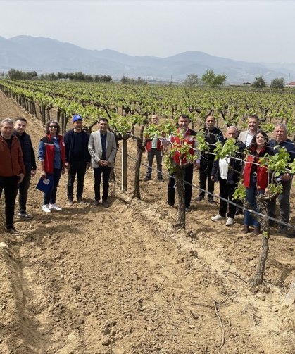 Uşak Eşme'nin komşusu Alaşehir'de kaliteli ve kalıntısız üzüm yetiştirilecek!