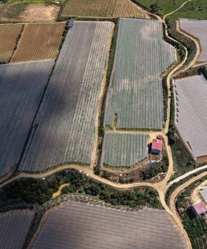 Alaşehir'deki üzüm bağları gelinlik giymiş gibi duruyor!