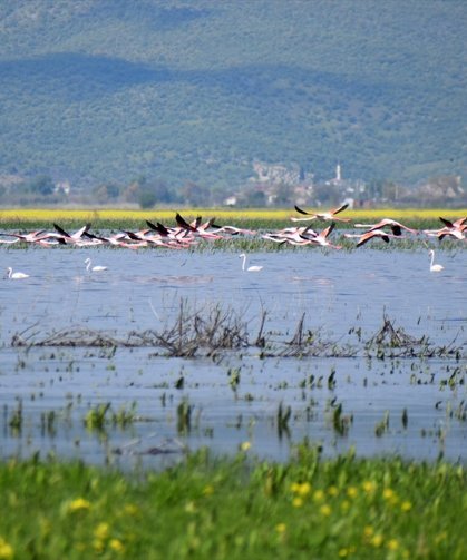 Gölmarmara, Salihli ve Saruhanlı arasındaki Marmara Gölü yeniden eski günlerine döndü