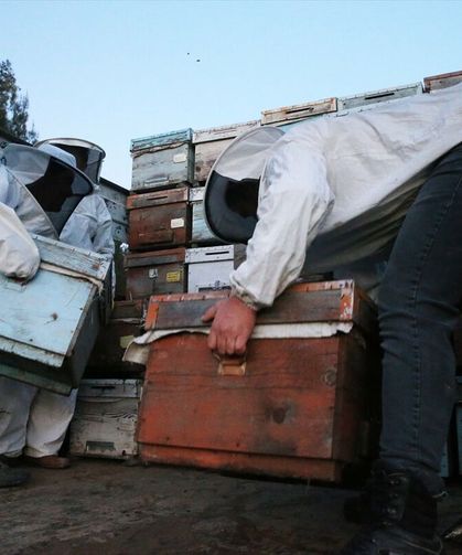 Gezgin arıcıların Muğla Menteşe’deki Kıran Bal Ormanı’ndan yaptığı yayla yolculuğu başladı