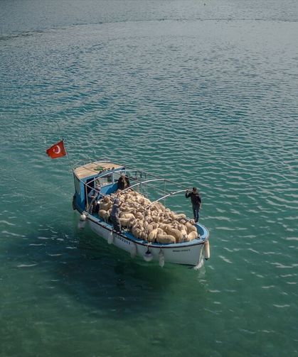 Denizli ve Dalaman Kapıdağ arasında 6 ayda bir, koyunlarla kara ve deniz yolculuğu!