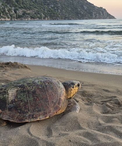 Ortaca İztuzu'nda ağzına olta iğnesi batan deniz kaplumbağası sağlığına kavuştu