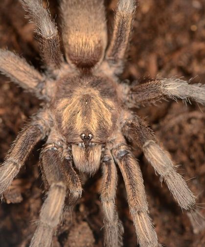 Bafa gölünde bulunan dev tarantula Türkiye hayvan varlığına tekrar kazandırıldı