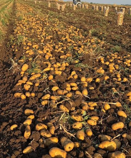Sandıklı'da bu dönemin yazlık patates hasadı başladı
