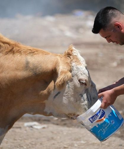 Orman yangını sahasına giren susamış ineklere kovalarla su içirdiler