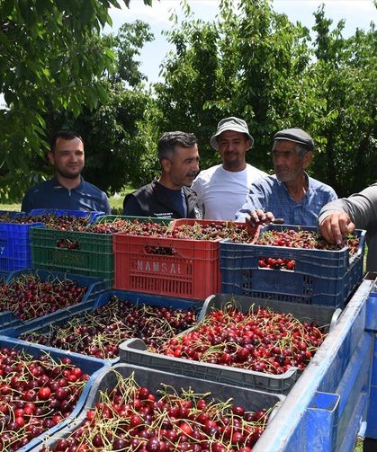 Afyon Çay ve Sultandağı’nın Napolyon kirazı, Avrupa’dan yoğun talep görüyor