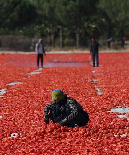 İzmir Torbalı'da domates kurutma mesaisi başladı