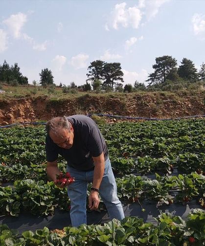 Muğla’da 8 yıl önce başlayan çilek üretimiyle bugün 1614 aile geçimini sağlıyor