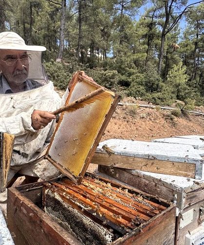 Muğla'daki balcılar bu yıl rekolteden memnun